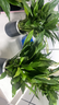 年宵花【热销款】白掌一帆风顺盆栽水培植物绿植过年装饰摆件年货 特级白掌带花+繁星自吸盆 实拍图