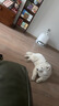 小红栗吹水机宠物吹风机狗狗吹水机吹毛吹干神器低噪大功率大型犬 实拍图