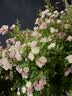 麻辣空间清油无渣火锅底料门店同款串串香冒菜烧菜调料120g*5 实拍图