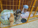 冠能狗粮小型犬幼犬狗粮1.8kg 全价狗粮 添加牛初乳 实拍图
