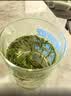 一杯香茶叶绿茶安徽正宗明前黄山毛峰500g2026新茶春茶礼盒装自己喝散装 实拍图