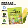 华田禾邦【日日鲜】水果玉米2斤 新鲜甜黏玉米粒 低脂代餐早餐 烧烤食材 实拍图
