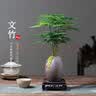 花翁文竹盆栽绿植物室内客厅中式禅意盆景办公室摆件高端花卉源头直发 实拍图