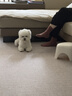星益生趣（STELLA&CHEWY'S）进口烘焙狗粮SC冻干小颗粒成犬粮幼犬无笼散养鸭肉粮3.5lb/1.6kg 实拍图
