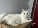 逸诺（enoug）SOS猫咪沐浴露宠物沐浴露美毛亮毛布偶缅因波斯长毛猫香波280ml 实拍图