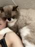 猫乐适猫咪泌尿道处方粮猫粮TS4尿道结石膀胱炎症尿闭尿血减少结石 TS4泌尿道处方猫粮 1.5kg*1袋 实拍图