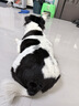 维克（Virbac）耳漂滴耳液狗狗猫咪预防耳螨清洁耳道洗耳液犬猫耳部清洁宠物滴耳液 60ml 实拍图