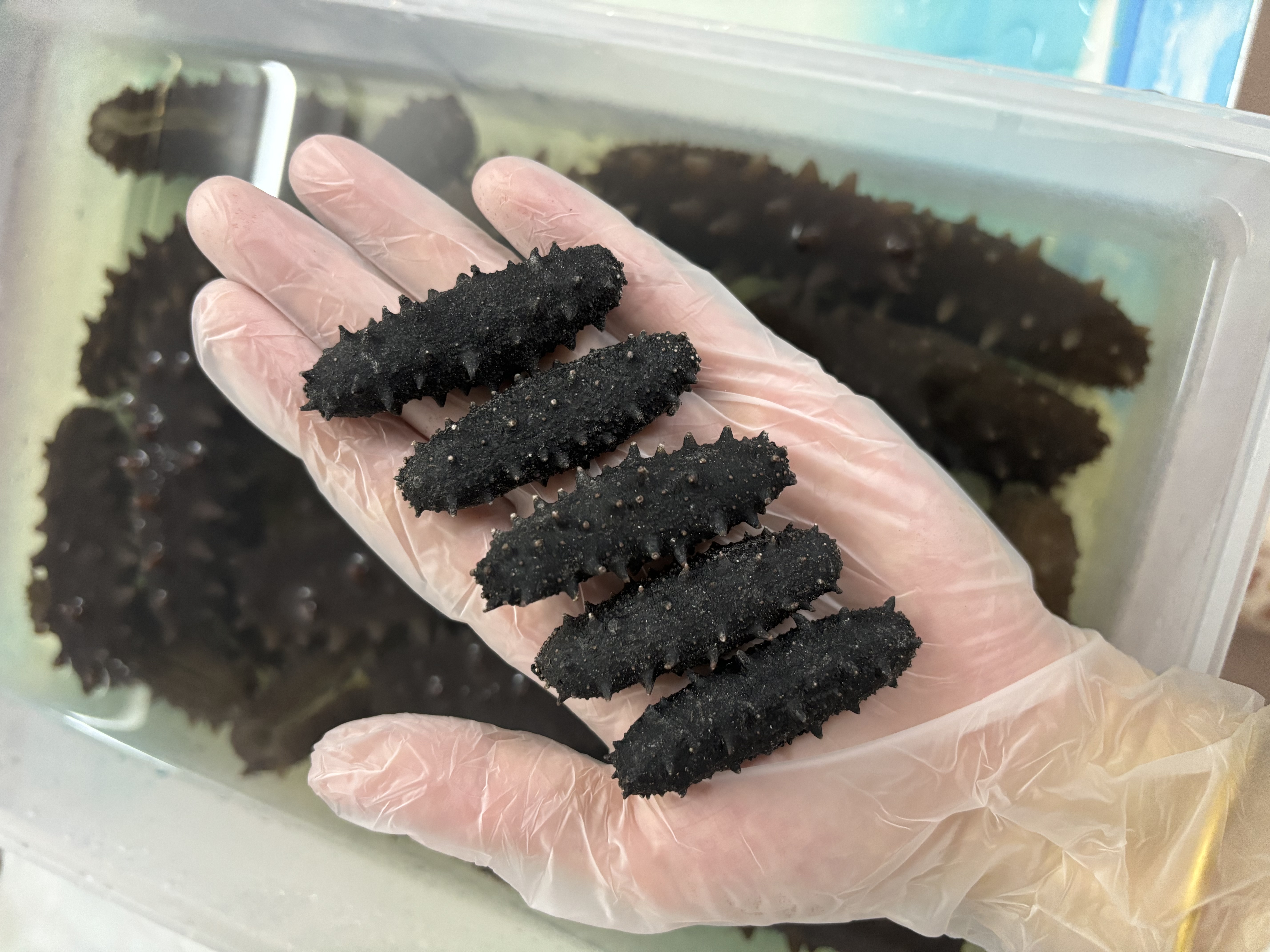 乌斯京一次性手套PVC手套100只中码食品级实验美容清洁烘焙餐饮厨房手套 实拍图