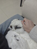 森馬（senma）森马洞洞鞋男士夏季外穿包头凉鞋防滑沙滩凉拖 白黑 42-43 实拍图