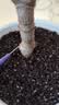 德沃多植物营养土通用8L园艺养花土种菜花卉盆栽多肉种植土 实拍图
