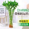 花行榜水培植物富贵竹转运竹子室内客厅招财绿植花卉盆栽节节高源头直发 实拍图