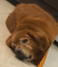 BOTH 猫粮10kg 成幼猫粮全阶段 鸡肉甘薯配方 益生菌 猫粮20斤 实拍图