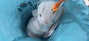 Jellycat害羞乳白色邦尼兔动物毛绒玩偶安抚玩偶娃娃送礼生日礼物 花布胭脂粉色邦尼兔（彻蕊） Medium 实拍图