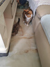 木瑾瑜猫砂除臭20斤装50斤10kg膨润土大颗粒低尘活性炭砂5斤猫沙用品 特价20斤砂 实拍图
