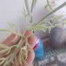 爱已装糖仿真花假花假绿植花瓶插花diy花束塑料花客厅摆件装饰花格桑花1束 实拍图