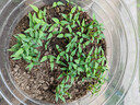 北蔬菜种子大全黄瓜菠菜香菜葱小白菜蔬菜种籽 [家庭种]13种蔬菜种子 实拍图