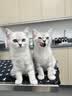 皇家幼猫猫粮 幼猫奶糕 K36 通用粮 4-12月 2KG 实拍图