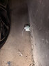 地依猫老鼠强力驱避赶丸汽车发动机避鼠商场储物间驱赶神器趋避老鼠器 实拍图