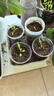 德沃多植物营养土30L花肥料种菜土壤多肉土养花土盆栽种植土有机基质土 实拍图