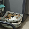 licheers猫狗窝凉席小型犬宠物猫咪睡垫夏季床垫泰迪中大型犬狗垫子 M号 实拍图