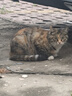 路斯冻干猫粮全价成猫幼猫粮双拼鸡肉冻干宠物猫咪天然粮 【鸡】冻干双拼猫粮2kg*5袋 实拍图