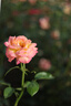 佳能（Canon）【官方旗舰】RF24-70mm F2.8 L IS USM　中远摄变焦镜头 微单（全画幅EOS R系统专用）适用于 R RP 实拍图