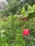 Downia枕芯 100支全棉抗菌五星级酒店升级款95%白鹅绒羽绒枕 74*48CM 实拍图