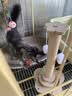 HELLOJOY猫抓柱剑麻猫抓板猫玩具耐抓耐磨不掉屑猫爬架立式自嗨解闷用品 实拍图