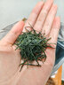 陈一凡 恩施玉露 2026新茶恩施非遗蒸青绿茶茶叶春茶明前自饮袋装250g 实拍图
