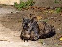 亿迪猫粮冻干幼猫成猫10斤全价英短蓝猫布偶老年猫国产通用全阶段5kg 实拍图