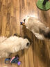 网易严选全价冻干双拼猫粮3.0成猫幼猫干粮鲜鸡肉7.2kg【囤货装】宠物金选 实拍图
