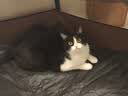 HELLOJOY猫笼子猫窝帐篷家用猫咪产房窝露营隔离生产房待产房猫产窝幼猫笼 实拍图