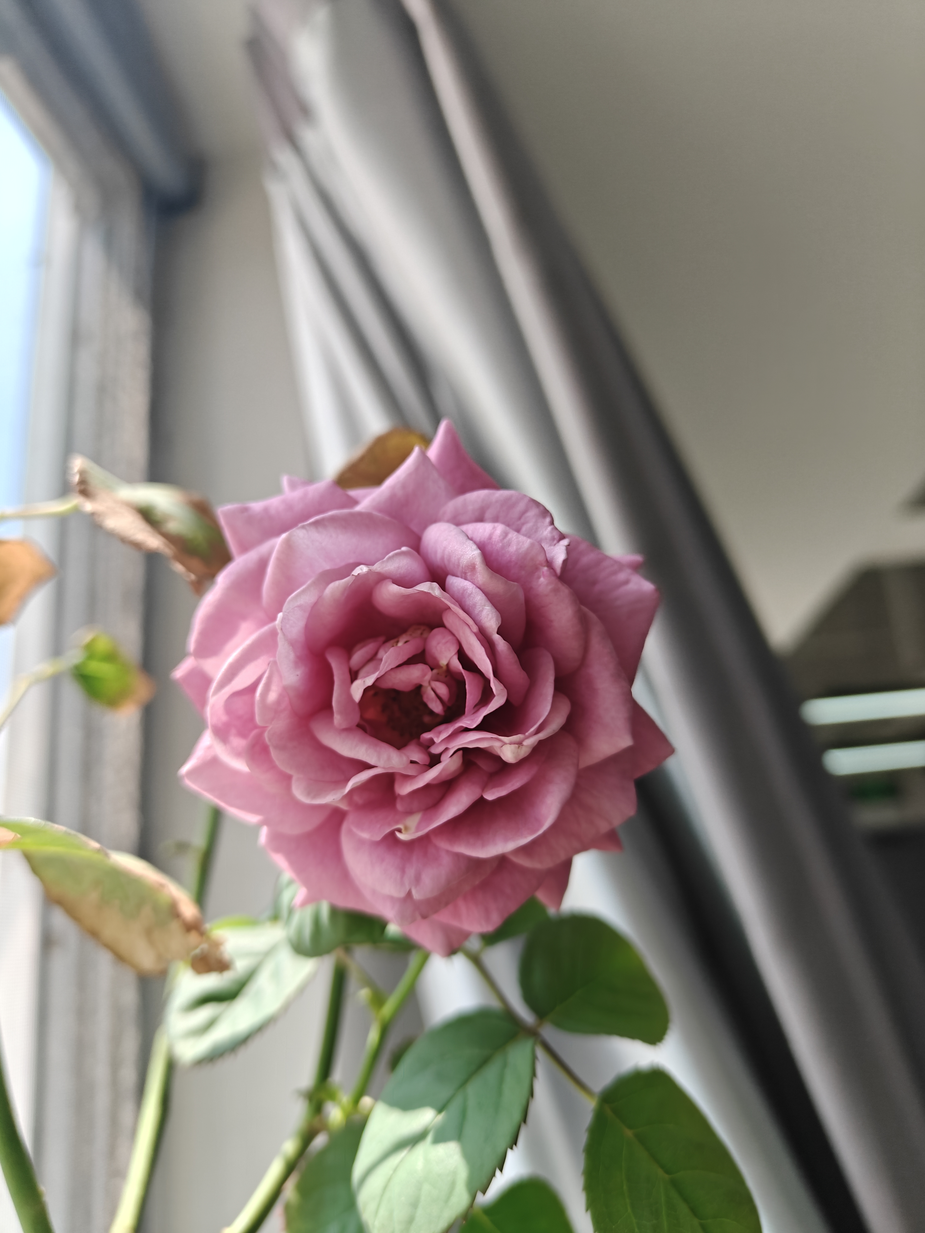 花盆绿植盆栽加厚塑料简约多肉小盆阳台客厅月季玫瑰大号家用花盆 高款5加仑(口径26.5cm)2个盆 配套托盘 实拍图