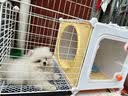 蔻丝狗笼子小型犬比熊博美一室一厅一卫带厕所分离宠物专用小别墅狗窝 中号-厕卧分区带天窗【70*45*42】加深45cm 升级厕所款：分区带天窗狗笼+厕所托盘 实拍图