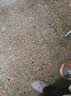 榄菊蟑香驱蟑蚊香座蟑螂盘香小强灭杀蟑螂除蟑家庭厨房卧室酒店用 蟑香4单圈 晒单实拍图