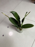 年宵花春节蝴蝶兰盆栽绿植花卉年货装饰过年四季开花大苗好养易活 白美人---【包开花】送营养液2包 带2支花剑 实拍图