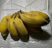 苹果蕉新鲜广西香蕉自然熟芭蕉香甜粉糯万澄现摘生鲜现发水果 带箱5斤 实拍图