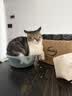 网易严选猫零食罐头猫用浓汤随享罐猫罐头 鱼肉磷虾40g*6罐 实拍图