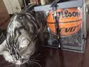 Wilson威尔胜Evo NXT系列FIBA比赛专业用球室内篮球7号球成人送礼 实拍图
