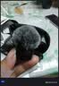 大疆 DJI Mic Mini 迷你无线高品音质降噪领夹麦克风【安卓+苹果15/16/17系列】手机版 一拖二 实拍图