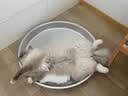 pidan混合豆腐猫砂 豆腐膨润土皮蛋猫砂除臭猫砂结团快 经典款2.4kg*4 实拍图