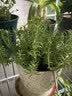 花翁重瓣太阳花苗宿根多年生枝条混色植物盆栽绿植花卉耐晒源头直发 实拍图