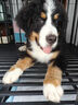 多尼斯（DOGNESS）防挣脱反光 锌合金材质 中大型犬 柴犬 遛狗绳 红L 夜间遛狗安全 实拍图
