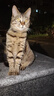 网易严选猫零食罐头猫用浓汤随享罐猫罐头 鱼肉磷虾40g*6罐 实拍图