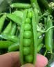中鲜生 云南新鲜豌豆 甜豌豆新鲜蔬菜现摘豆角 2斤装【尝鲜装】鲜嫩饱满 实拍图