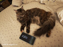 小佩3.0滤芯-5片装 宠物饮水机滤芯猫碗宠物用品 实拍图