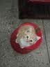 妙三多幼猫成猫猫咪疫苗妙三多猫瘟猫鼻支嵌杯病毒猫三联首次疫苗预防针 国产妙三多*3+高端狂犬 1瓶*1袋 实拍图