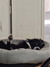 普安特宠物猫咪洗耳液耳螨狗狗滴耳液猫耳朵清洁耳垢臭痒漂护理液尔加分 实拍图