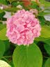 鲁花 【保真菜籽油】食用油 低芥酸特香菜籽油 6.18L   物理压榨 实拍图