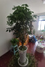 新新精艺车载香包香囊6个装艾草叶包随身手工diy香包古风福袋礼物 实拍图
